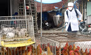 Móng Cái tích cực ngăn chặn cúm gia cầm