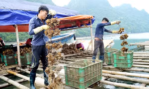 Thực hiện các mục tiêu xây dựng nông thôn mới: Chuyển từ lượng sang chất