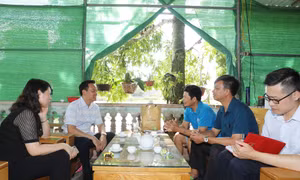 "30 ngày đêm" GPMB cao tốc Vân Đồn - Móng Cái: Các địa phương vào cuộc ngay sau khi phát động