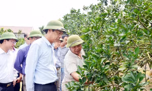 Lan toả xây dựng nông thôn kiểu mẫu: Từ chủ trương đến thực tiễn