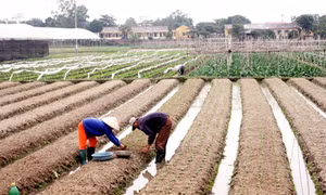 Xây dựng bảng giá đất 5 năm (2015-2019): Cơ sở tăng cường thu hút đầu tư