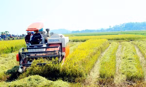 Từ nông thôn mới đến nông thôn kiểu mẫu