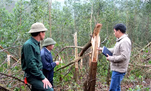 Kiên quyết thu hồi đất rừng của các dự án không hiệu quả để giao cho người dân