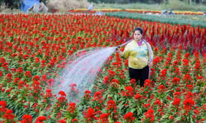 Làng hoa ở ngoại thành Sài Gòn vào vụ Tết