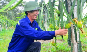 Niềm vui mùa quả ngọt