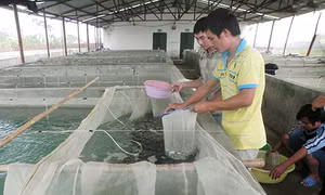 Thực hiện 3 đột phá chiến lược: Lực đẩy để Đầm Hà vượt khó
