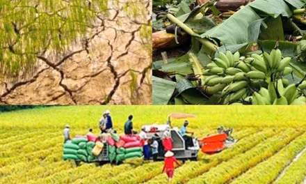 Nâng mức hỗ trợ phí bảo hiểm nông nghiệp.