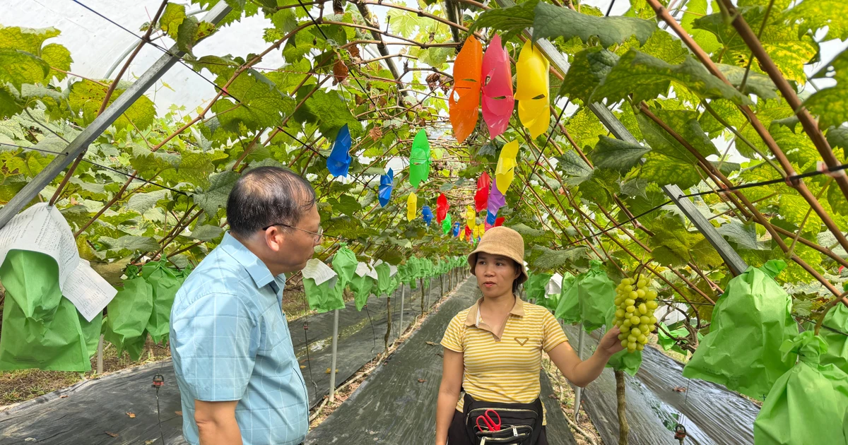 Gieo mùa quả ngọt tại vùng cao Bình Liêu