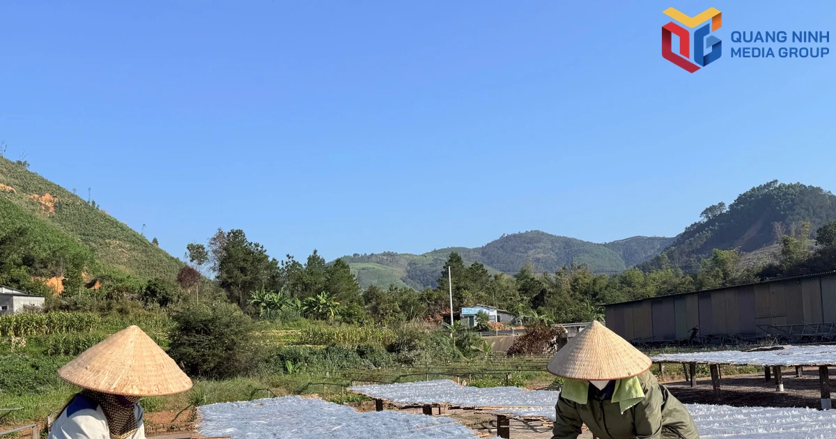 "Tiếp sức" cho miến dong Bình Liêu vươn xa