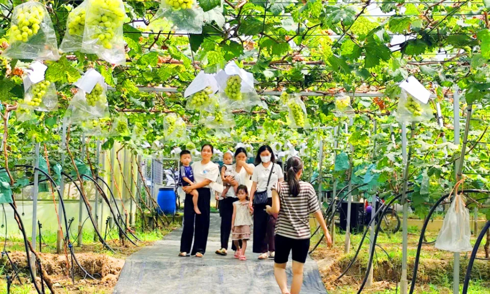 Check-in mùa nho sữa chín ở Bình Liêu