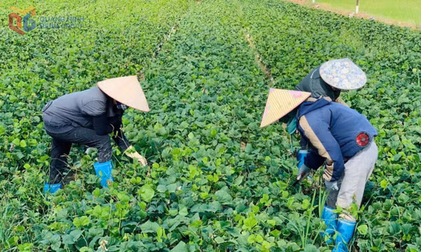 Chủ động phòng, chống dịch bệnh, bảo vệ cây trồng