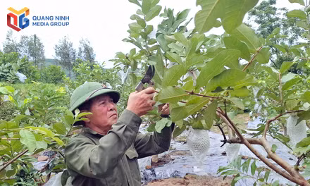 CCB phát triển kinh tế, làm giàu trên quê hương