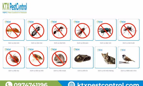 Diệt Côn trùng KTX nâng cao hiệu quả phòng ngừa và xử lý mối cho công trình, nhà xưởng