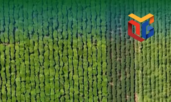 Trải nghiệm vùng chè - nơi tạo ra những búp trà "ngàn đô"