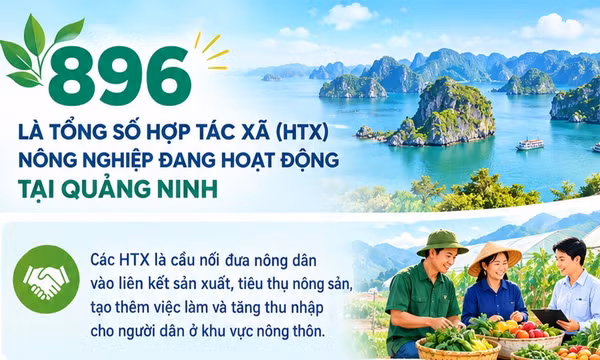 896 - là tổng số hợp tác xã nông nghiệp đang hoạt động tại Quảng Ninh