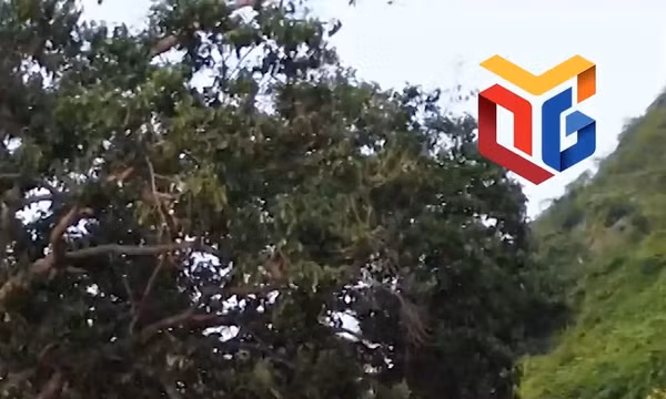 Đền Đức Ông Trần Quốc Nghiễn: Điểm du lịch tâm linh giữa miền di sản