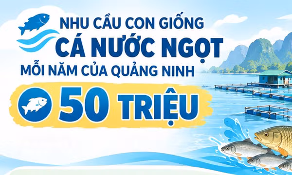 50 triệu - là nhu cầu con giống cá nước ngọt của Quảng Ninh mỗi năm