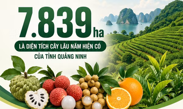 7.839 ha - là diện tích cây lâu năm hiện có của tỉnh Quảng Ninh