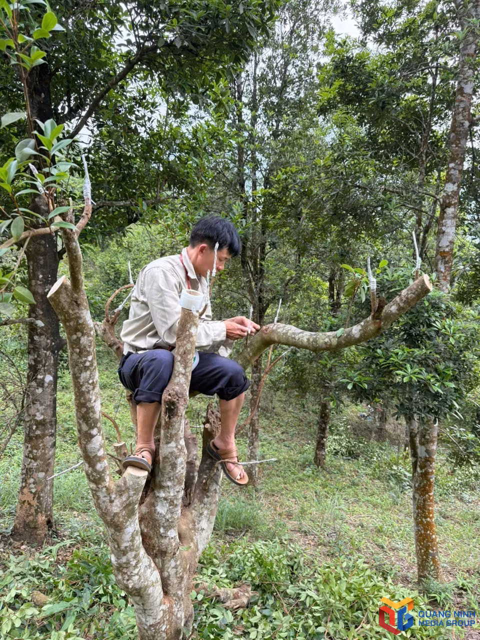 Hiện xã Hoành Mô đang thực hiện dự án ghép mắt chè trên thân cây sở nhiều năm tuổi.