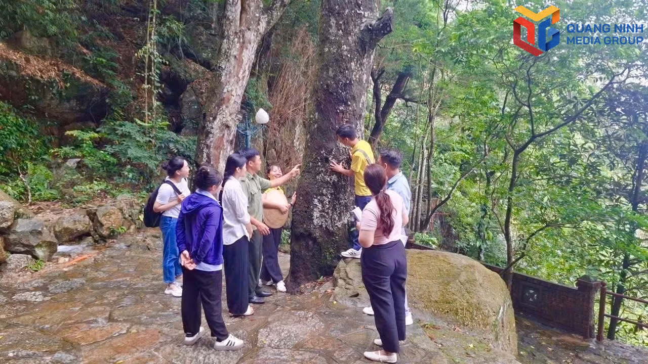 Du khách và người dân bản địa tham quan cây tùng Yên Tử.