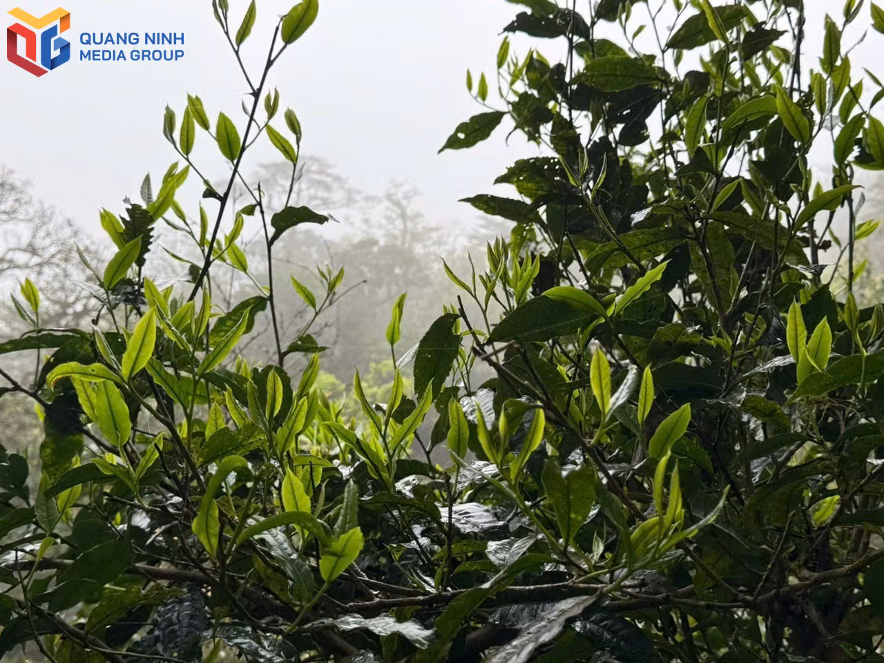 Sinh trưởng trong nền nhiệt thấp, ẩm ướt, những búp chè ở rừng Nà Pò, xã Hoành Mô phát triển khá tốt.