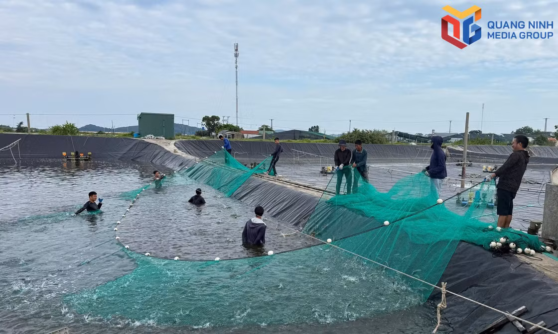 Nông dân phường Móng Cái 2 đoàn kết, giúp nhau làm giàu 