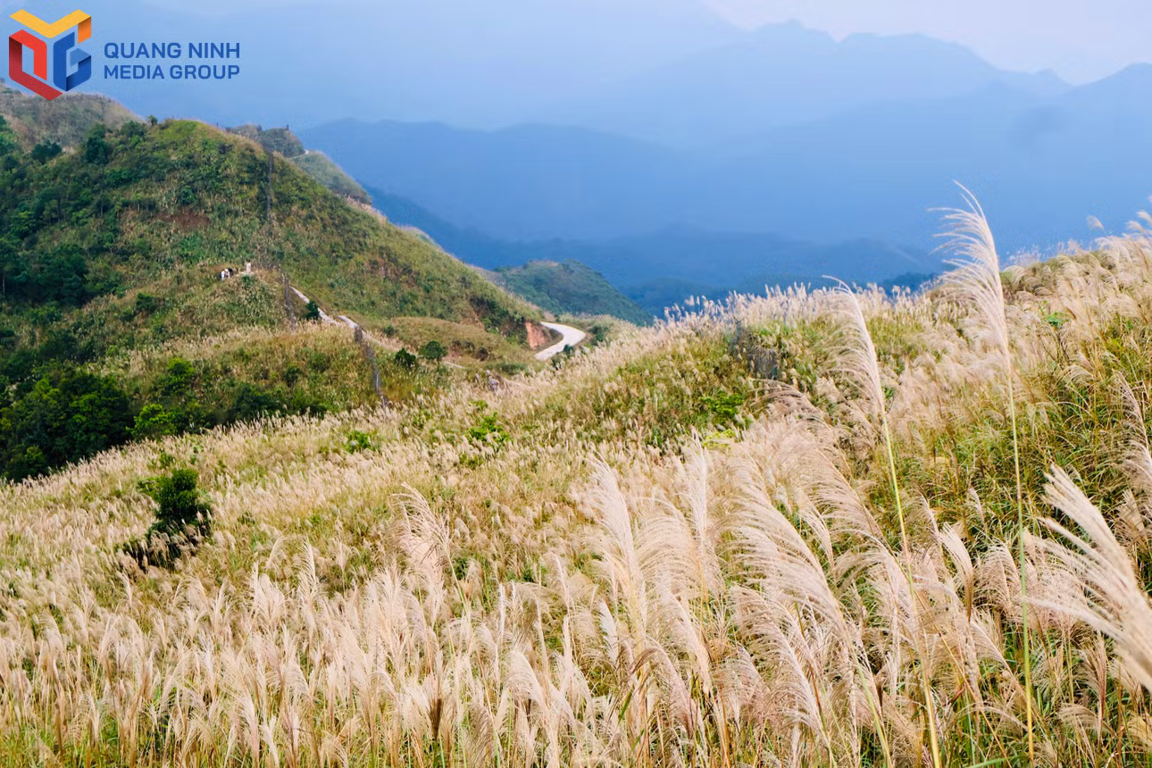 bqn_tl_1-co-lau-bung-no-trang-bac-phu-kin-cac-trien-doi-bien-gioi-quanh-khu-vuc-cot-moc.jpg