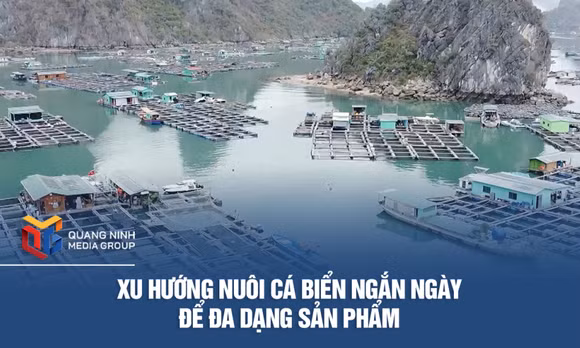 Xu hướng nuôi cá biển ngắn ngày để đa dạng sản phẩm