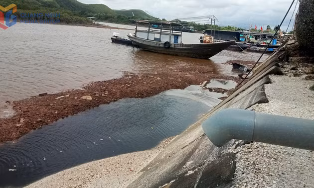Kiểm tra việc chấp hành pháp luật tại các cơ sở sơ chế, chế biến hàu ở xã Đầm Hà