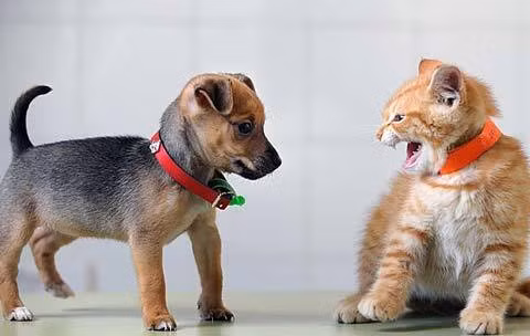 Vì sao chó thông minh hơn mèo? ảnh 1 Vì sao chó thông minh hơn mèo? ảnh 1