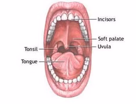 10 bộ phận "vô dụng" nhất trên cơ thể người ảnh 5