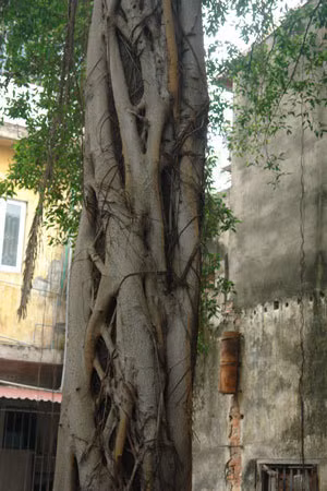Cây sanh kỳ lạ giữa Hà Nội ảnh 2