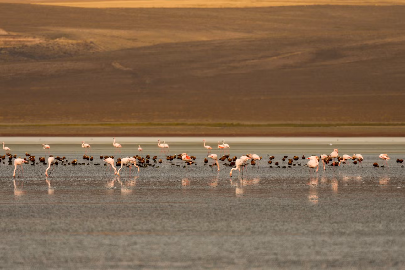 flamingo.jpg