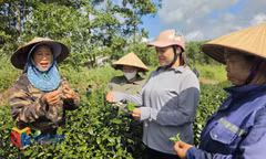 Người dân thôn 2 phấn khởi với nguồn thu nhập cao do cây chè mang lại.
