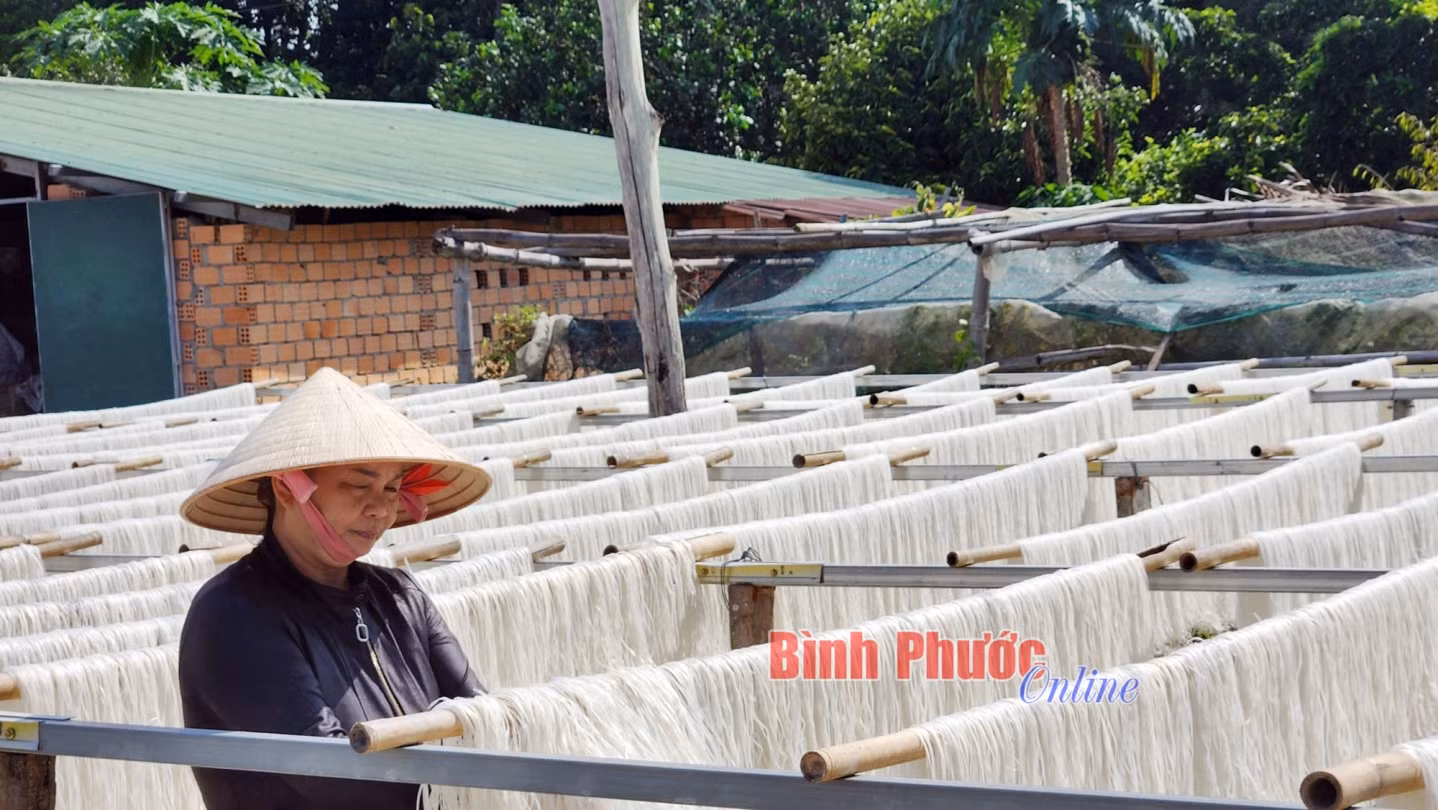 Theo bà Vũ Thị Cậy, để cho ra sản phẩm miến, phở khô chất lượng thì gạo tẻ phải ngon