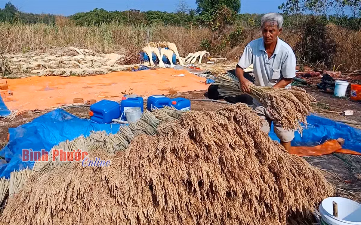 Thành viên Hợp tác xã hoa khô nghệ thuật Hưng Thịnh chuẩn bị nhuộm màu cho hoa