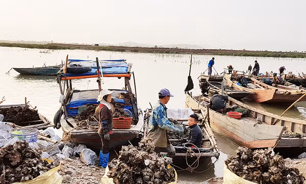 Quảng Yên hưởng ứng 60 năm Ngày Truyền thống ngành Thủy sản