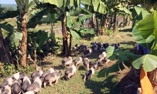 Kêu gọi cộng đồng hỗ trợ tiêu thụ lợn Móng Cái