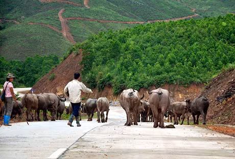 "Ngày hội… trâu" (!)