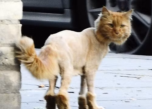 Con mèo lười bị chim cướp đồ ăn