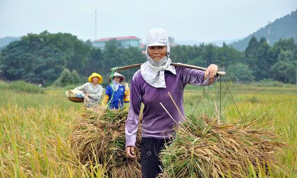 Nông dân hối hả gặt lúa chạy bão