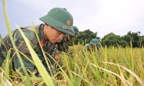 Trước 15h ngày 18/10 Uông Bí sẽ gặt xong lúa mùa tránh bão số 7