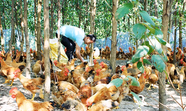 Sôi nổi các phong trào thi đua yêu nước ở huyện Đầm Hà