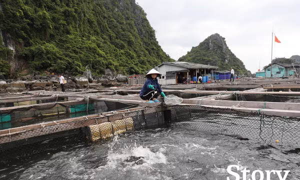 Nuôi cá song ở biển Vân Đồn
