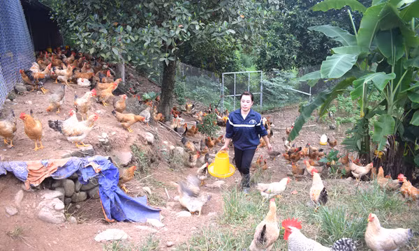 Thơm ngon gà bản Đầm Hà