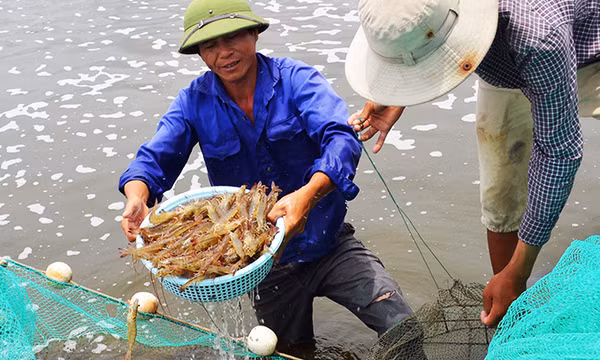 Tái tạo, bảo tồn thủy sản