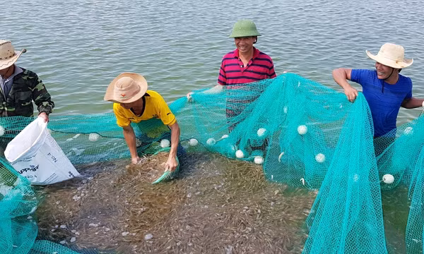 Nở rộ các mô hình nuôi trồng thủy sản bền vững