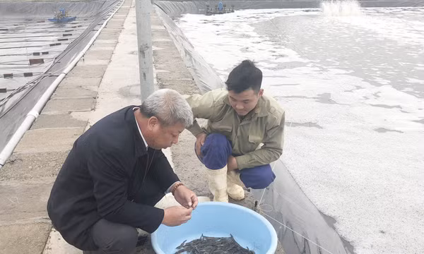 Hiệu quả ứng dụng công nghệ mới trong nuôi tôm ở Công ty CP Thủy sản Tân An