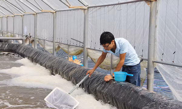 Tiên Yên vào vụ tôm mới