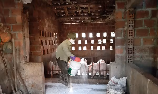 Trên địa bàn tỉnh không phát sinh thêm ổ dịch tả lợn châu Phi